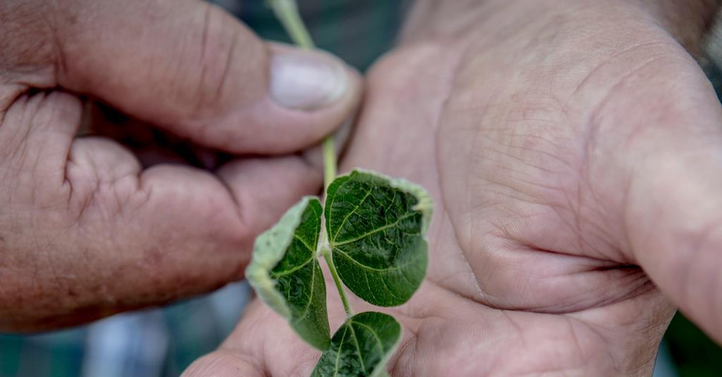 US federal courtroom docket revokes approval of dicamba herbicides | Enterprise